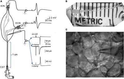 Patch-clamp analysis of nicotinic synapses whose strength straddles the firing threshold of rat sympathetic neurons